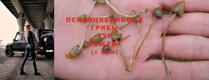 Псилоцибиновые грибы Psilocybe  OMG маркетплейс  Струнино  закладка 